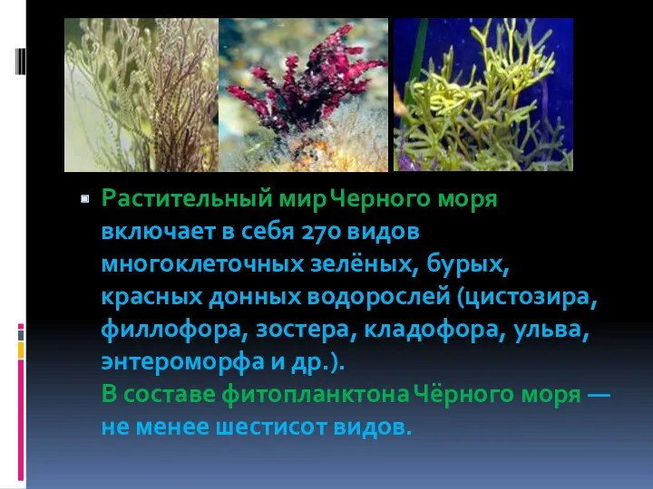 Растительный мир Черного моря включает в себя 270 видов многоклеточных