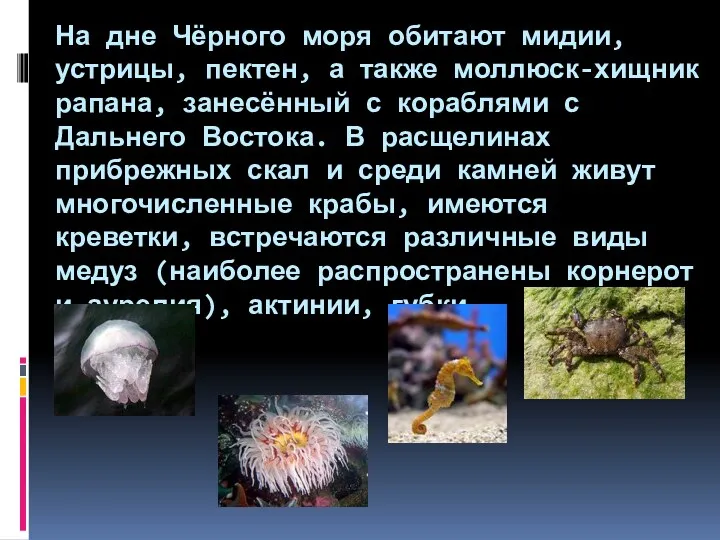 На дне Чёрного моря обитают мидии, устрицы, пектен, а также