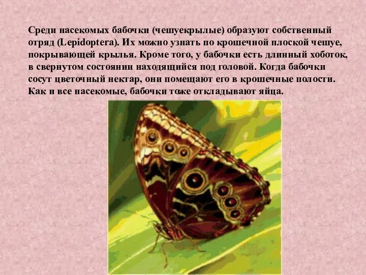 Среди насекомых бабочки (чешуекрылые) образуют собственный отряд (Lepidoptera). Их можно узнать по крошечной