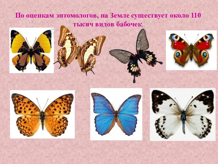 По оценкам энтомологов, на Земле существует около 110 тысяч видов бабочек.