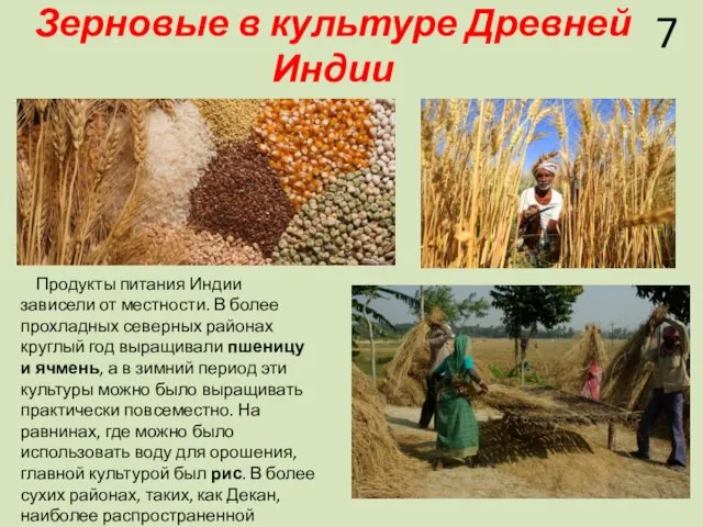 Зерновые в культуре Древней Индии Продукты питания Индии зависели от
