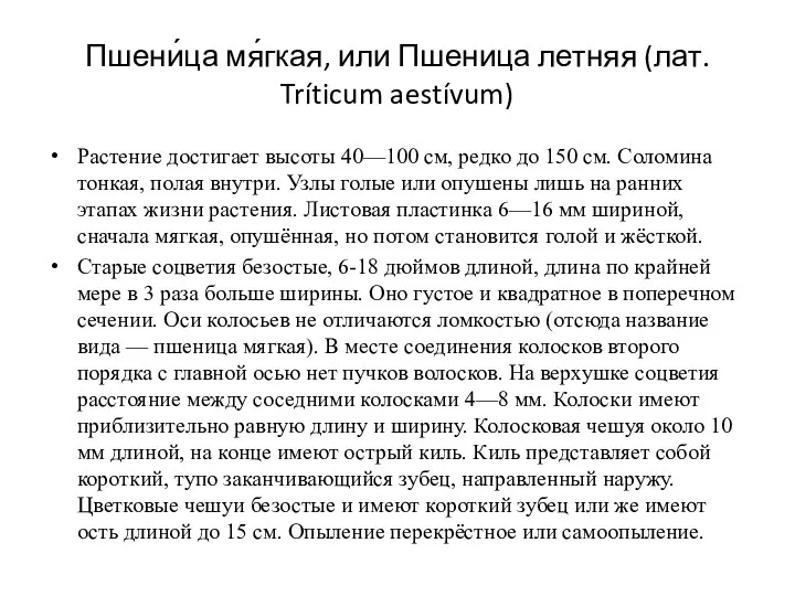 Пшени́ца мя́гкая, или Пшеница летняя (лат. Tríticum aestívum) Растение достигает