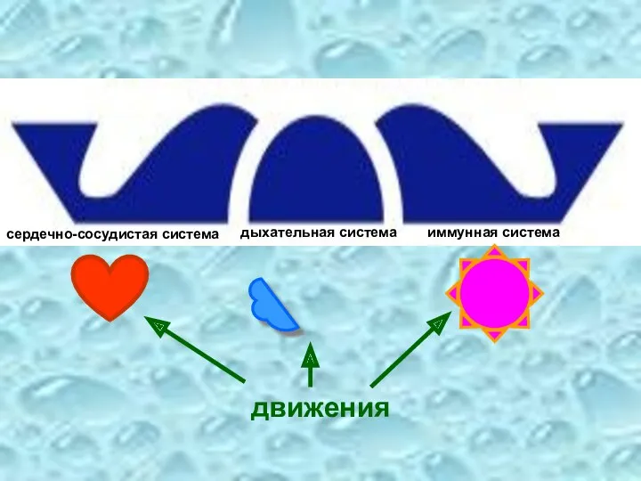 сердечно-сосудистая система дыхательная система иммунная система движения