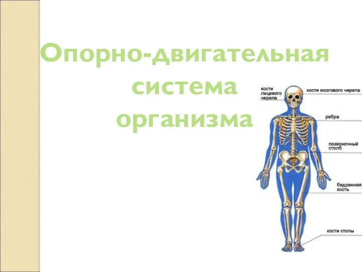 Опорно-двигательная система организма