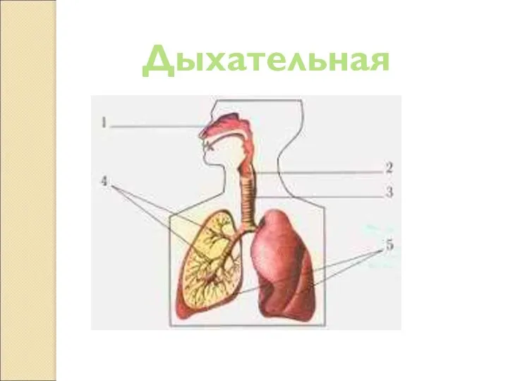 Дыхательная система