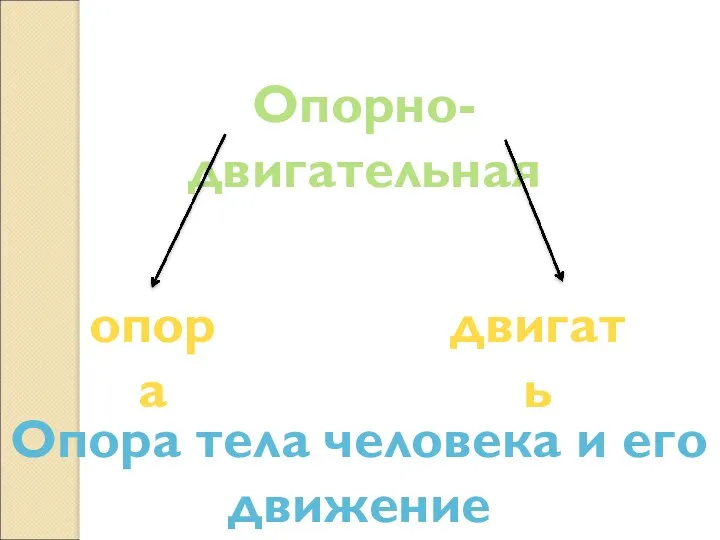 Опорно-двигательная опора двигать Опора тела человека и его движение