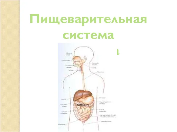 Пищеварительная система человека