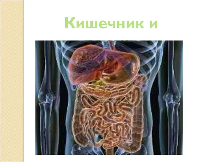 Кишечник и печень