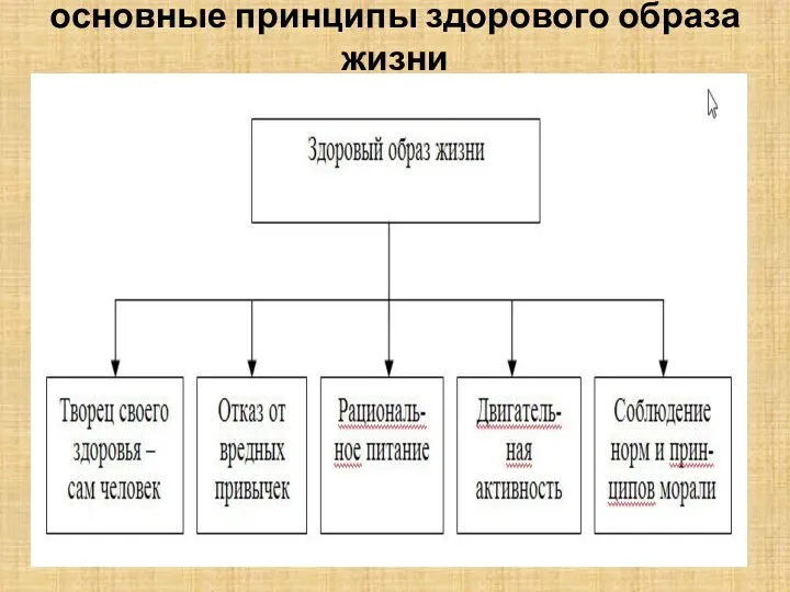 основные принципы здорового образа жизни