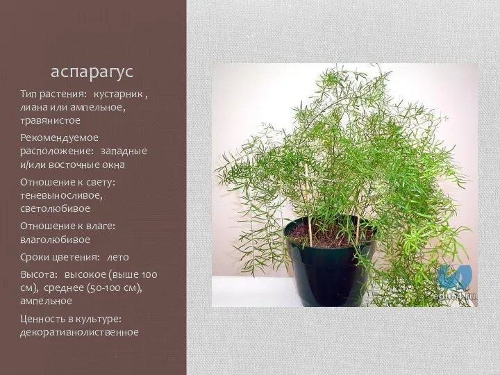 аспарагус Тип растения: кустарник , лиана или ампельное, травянистое Рекомендуемое