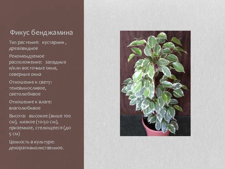 Фикус бенджамина Тип растения: кустарник , древовидное Рекомендуемое расположение: западные
