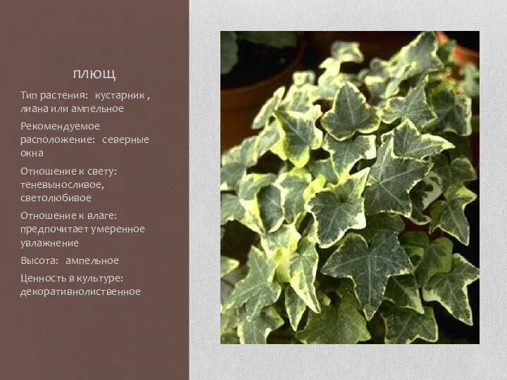 плющ Тип растения: кустарник , лиана или ампельное Рекомендуемое расположение: