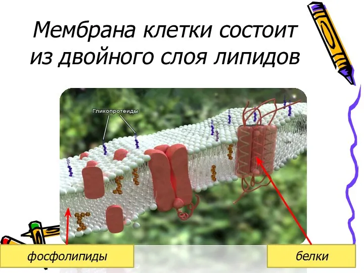 Мембрана клетки состоит из двойного слоя липидов фосфолипиды белки