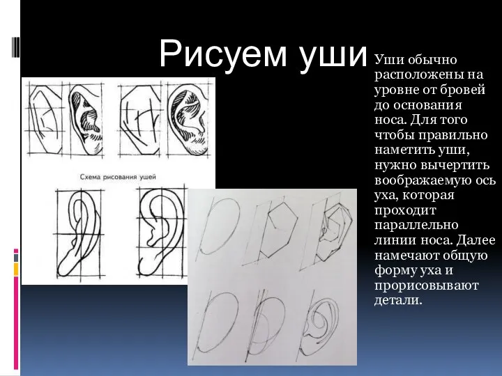 Рисуем уши Уши обычно расположены на уровне от бровей до основания носа. Для
