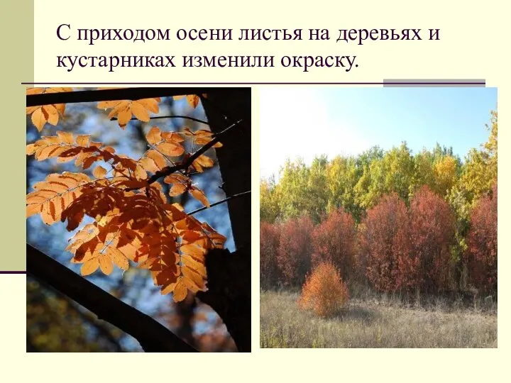 С приходом осени листья на деревьях и кустарниках изменили окраску.