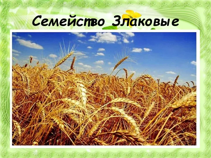 Семейство Злаковые