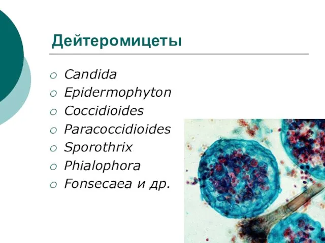 Дейтеромицеты Candida Epidermophyton Coccidioides Paracoccidioides Sporothrix Phialophora Fonsecaea и др.