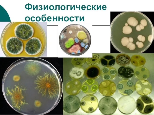 Физиологические особенности