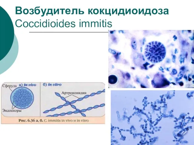 Возбудитель кокцидиоидоза Coccidioides immitis