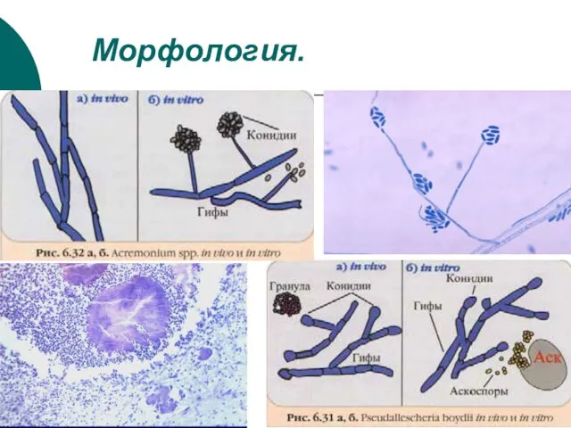 Морфология.