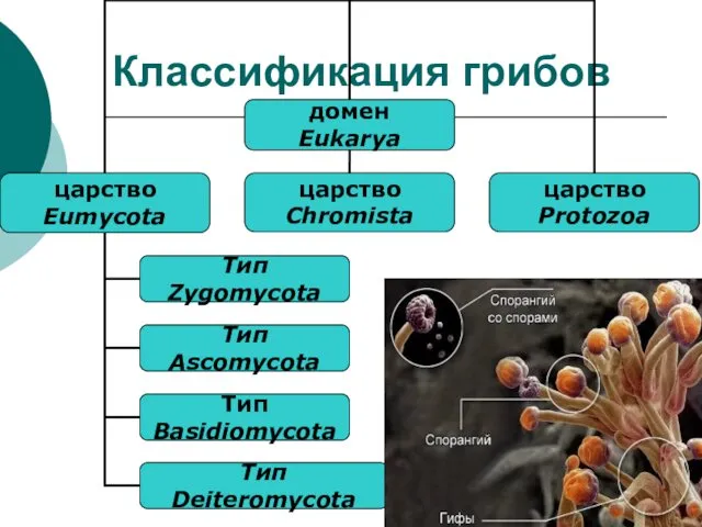 Классификация грибов