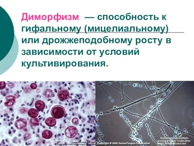 Диморфизм — способность к гифальному (мицелиальному) или дрожжеподобному росту в зависимости от условий культивирования.