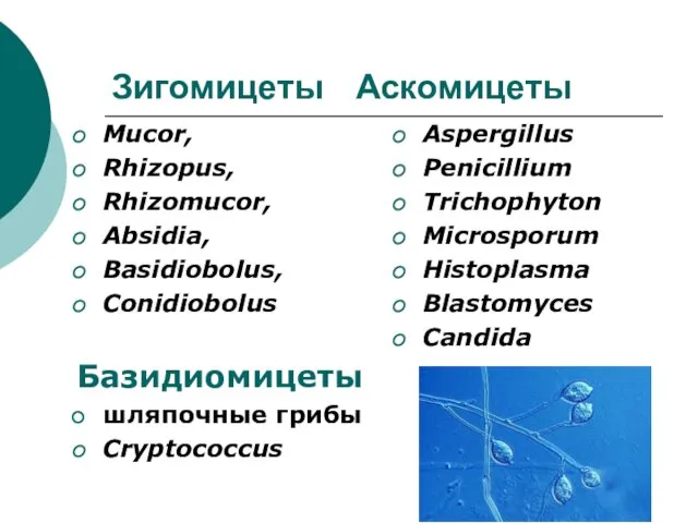 Зигомицеты Аскомицеты Mucor, Rhizopus, Rhizomucor, Absidia, Basidiobolus, Conidiobolus Базидиомицеты шляпочные