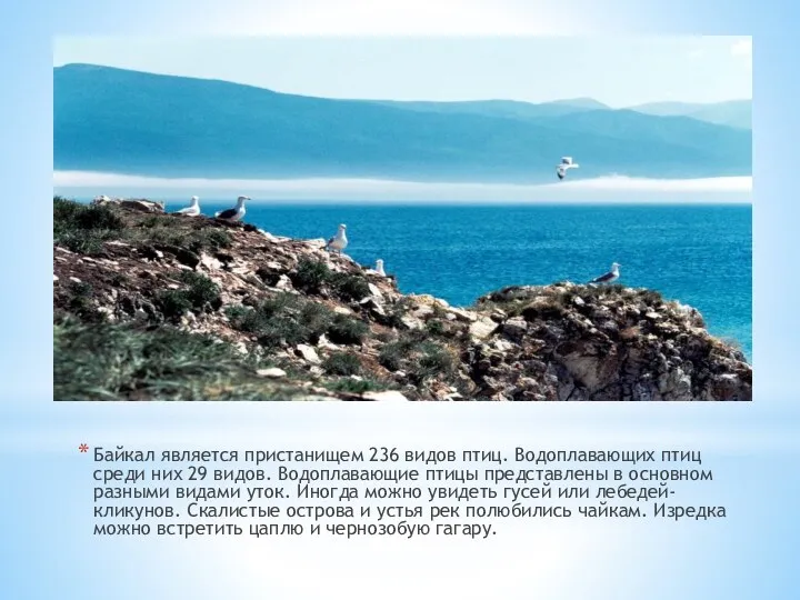 Байкал является пристанищем 236 видов птиц. Водоплавающих птиц среди них