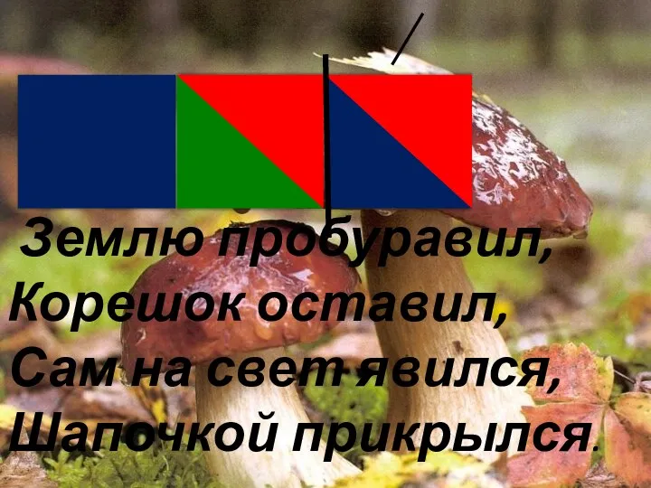 Землю пробуравил, Корешок оставил, Сам на свет явился, Шапочкой прикрылся.