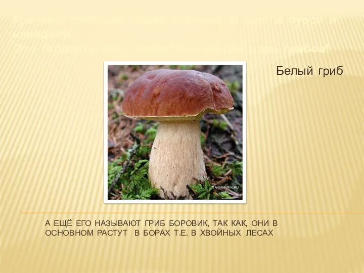 А ещё его называют гриб боровик, так как, они в основном растут в