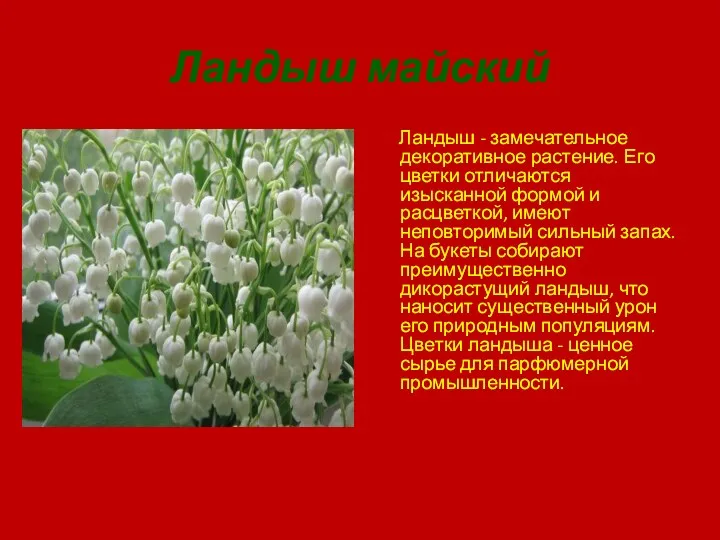 Ландыш майский Ландыш - замечательное декоративное растение. Его цветки отличаются