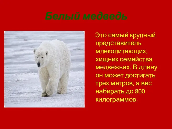 Белый медведь Это самый крупный представитель млекопитающих, хищник семейства медвежьих.