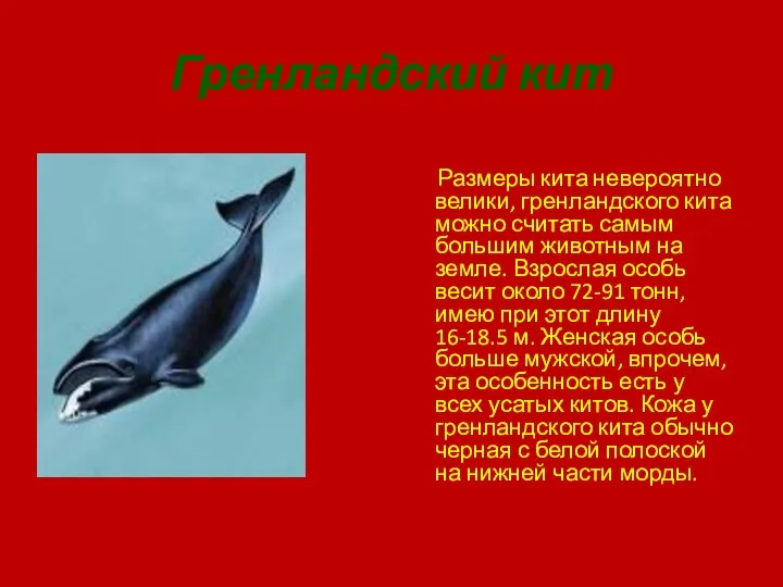 Гренландский кит Размеры кита невероятно велики, гренландского кита можно считать