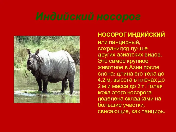 Индийский носорог НОСОРОГ ИНДИЙСКИЙ или панцирный, сохранился лучше других азиатских