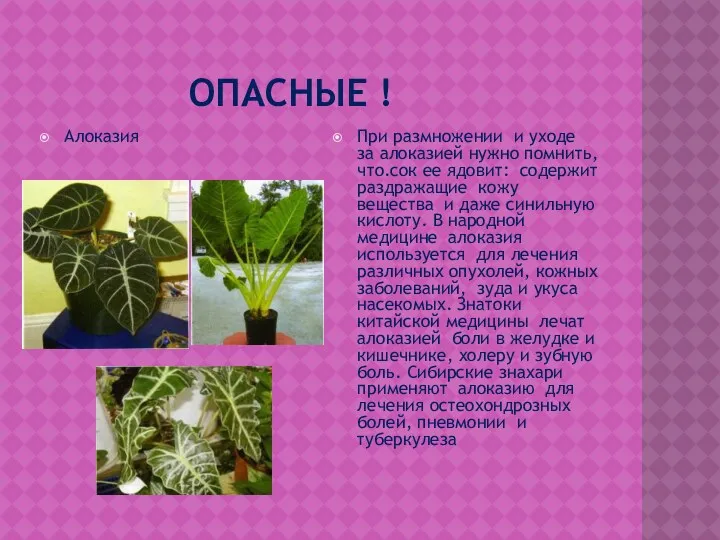 Опасные ! Алоказия При размножении и уходе за алоказией нужно