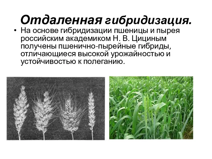 Отдаленная гибридизация. На основе гибридизации пшеницы и пырея российским академиком