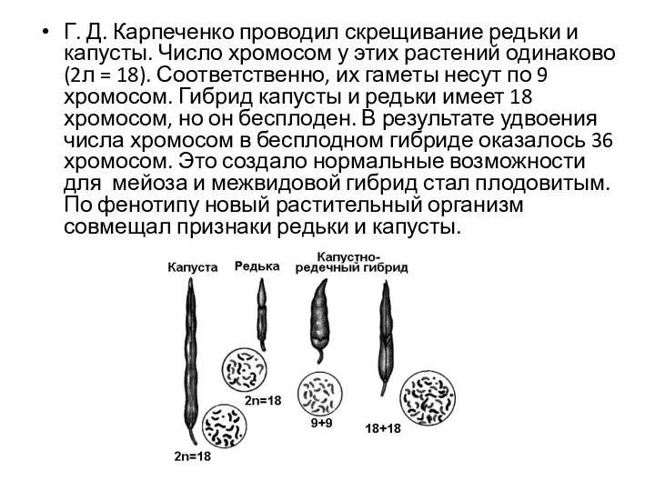 Г. Д. Карпеченко проводил скрещивание редьки и капусты. Число хромосом