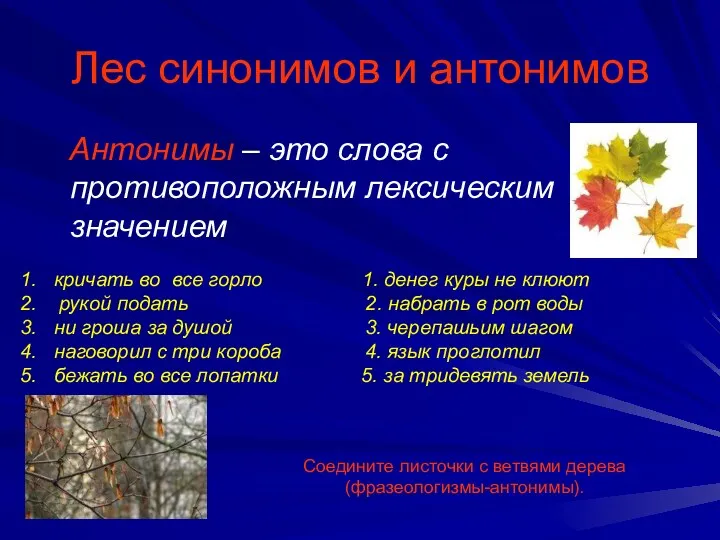 Лес синонимов и антонимов Антонимы – это слова с противоположным