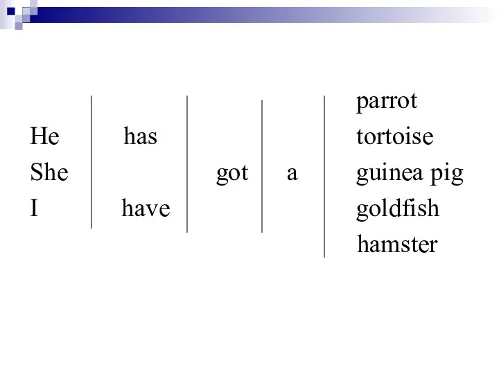 parrot He has tortoise She got a guinea pig I have goldfish hamster