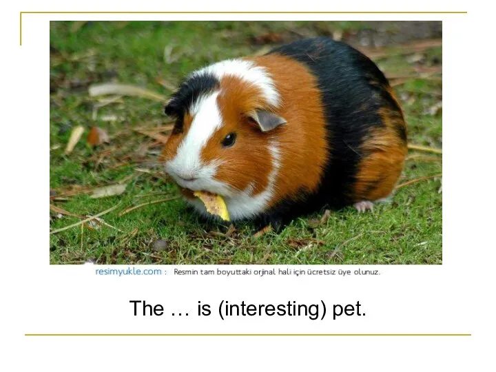 The … is (interesting) pet.