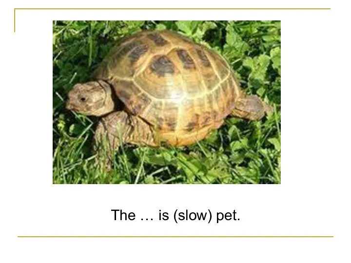 The … is (slow) pet.