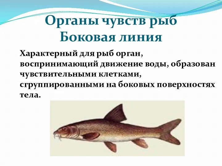 Органы чувств рыб Боковая линия Характерный для рыб орган, воспринимающий движение воды, образован