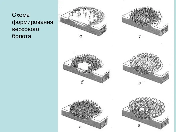 Схема формирования верхового болота