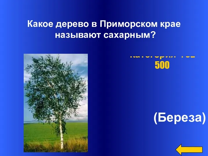 (Береза) Категория 4 за 500 Какое дерево в Приморском крае называют сахарным?