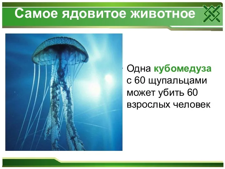 Самое ядовитое животное Одна кубомедуза с 60 щупальцами может убить 60 взрослых человек