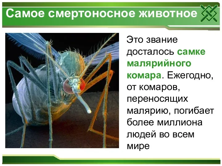 Самое смертоносное животное Это звание досталось самке малярийного комара. Ежегодно,