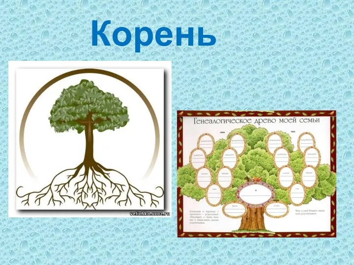 Корень