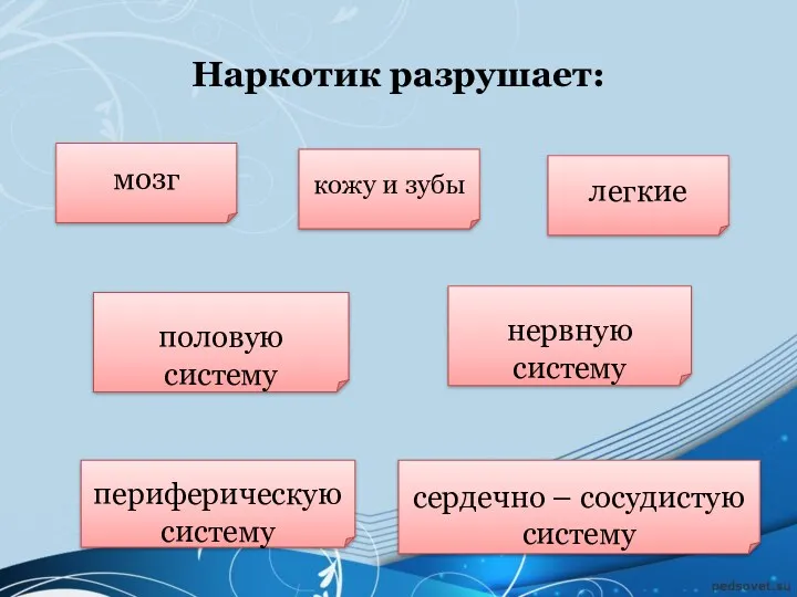 Наркотик разрушает: мозг периферическую систему сердечно – сосудистую систему половую