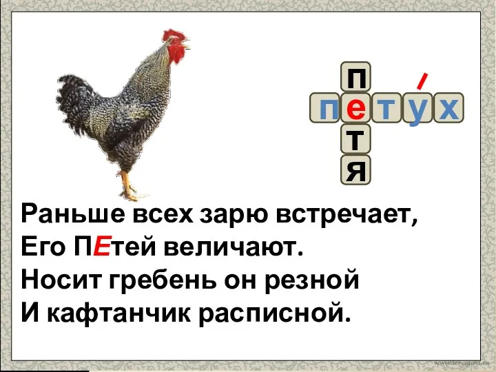 Раньше всех зарю встречает, Его ПЕтей величают. Носит гребень он