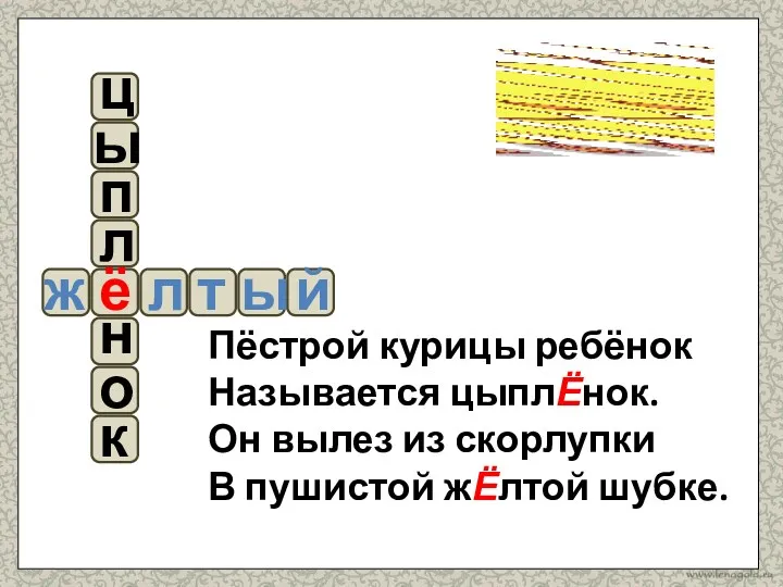 Пёстрой курицы ребёнок Называется цыплЁнок. Он вылез из скорлупки В